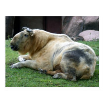 takin-two4x6 postcards