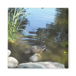 Taking a Dip - Raccoon Refrigerator Magnets