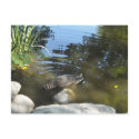 Taking a Dip - Raccoon postcards