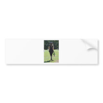 Taking a Stroll Down Memory Lane Bumper Stickers