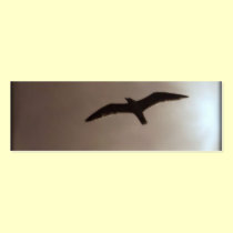 Taking Flight business cards