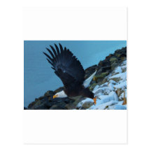 Taking Flight Post Card