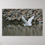 "Taking Flight" posters