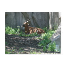 Taking It Easy Postcard by jdowdell Taking It Easy Postcard