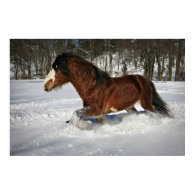 Taking It In Stride-Clydesdale in the Snow print