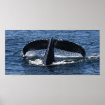 Tale of a Tail of a Whale Poster