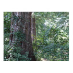 Tale of Two Oaks