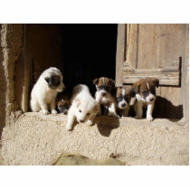 Tali pups at the door photo sculpture photo sculptures by nowzad Tali pups at the door photo sculpture photo sculptures