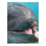 Talkative Dolphin Postcard