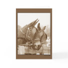 postcard - Original photograph taken at Mule Day in Columbia, TN postcard - Original photograph taken at Mule Day in Columbia, TN