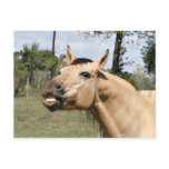 Talking horse postcard