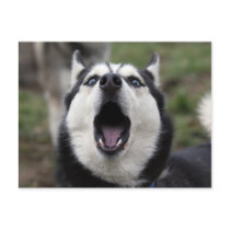 talking husky post card