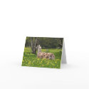 Talking Llama Cards