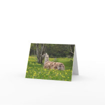 Talking Llama Cards