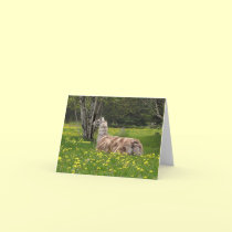 Talking Llama Cards