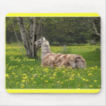 Talking Llama usepad