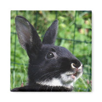 Talking rabbit magnets