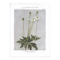 Tall Anemone; Thimbleweed - Anemone virginiana posters