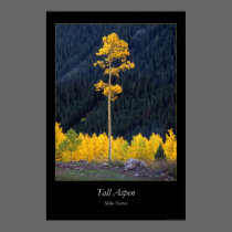 Tall Aspen posters