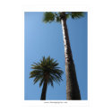 Tall California Palm Trees Poster Print