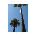 Tall California Palm Trees Poster Print posters