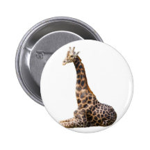 Tall Cute Giraffe Real Animal Photo Button
