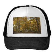 Tall fall color trees hat