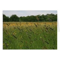 Tall Grass cards