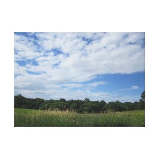 Tall Grass Field and Blue Sky with Clouds Stretched Canvas Prints