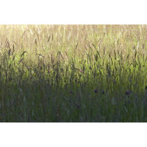 Tall Grass