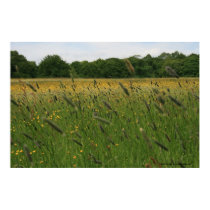 Tall Grass posters