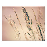 Tall Grass Print 10x8 photography
