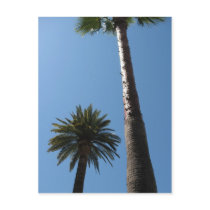 Tall Palm Trees Postcard