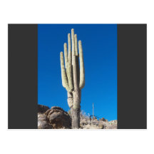 Tall Saguaro Post Cards