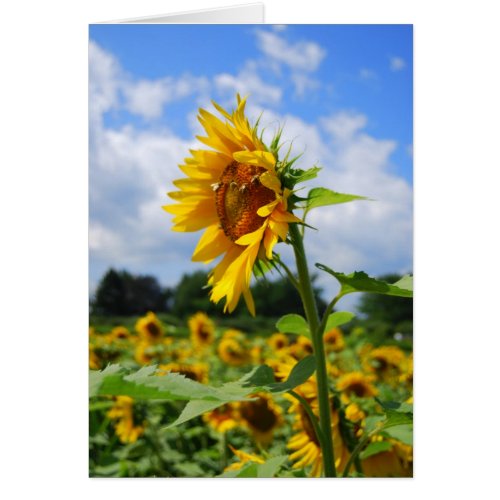 Tall Sunflower Card card