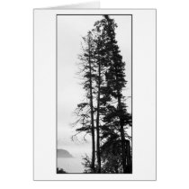 Tall Trees and Mist Card