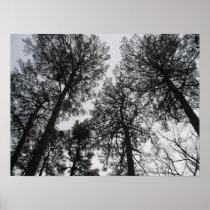 Tall Trees Poster Print posters