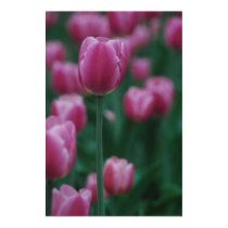 Tall Tulip posters by jeffmeyers Tall Tulip posters