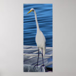 Tall White Crane Print