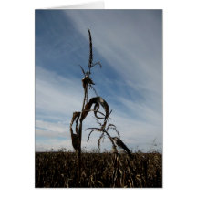 Tallo del campo de Blank_Corn Tarjeta