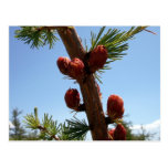 Tamarack Larch Foliage 2 Postcard