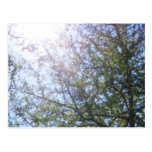 Tamarack Larch Tree 2 Postcard
