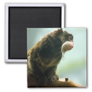 Tamarin Monkey Magnet magnet