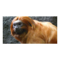 tamarin monkey photo cards