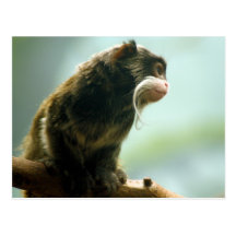 Tamarin Monkey Post Card