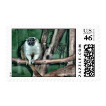 Tamarin Monkey Postage stamps