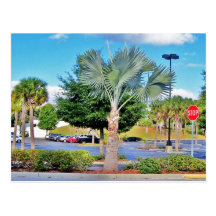 Tampa-Florida Postcards