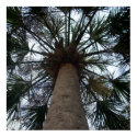 Tampa Palm posters