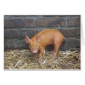 Tamworth cards