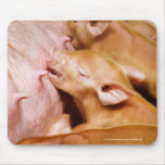 Tamworth Piglet Feeding Mousepad